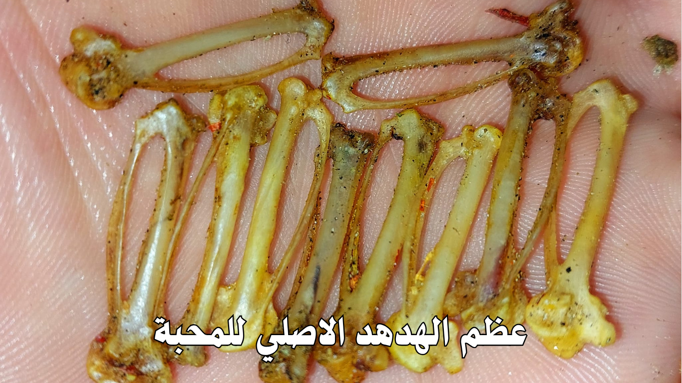 عظم الهدهد الاصلي للمحبة