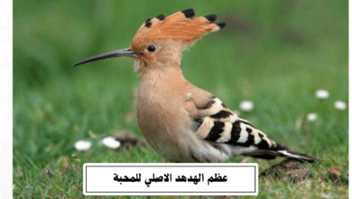 عظم الهدهد الاصلي للمحبة